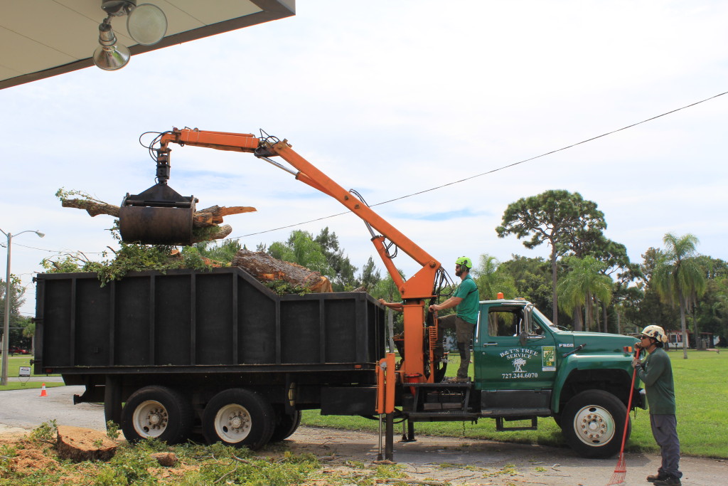 Hazardous Tree Removal Services - Pinellas County Arborist