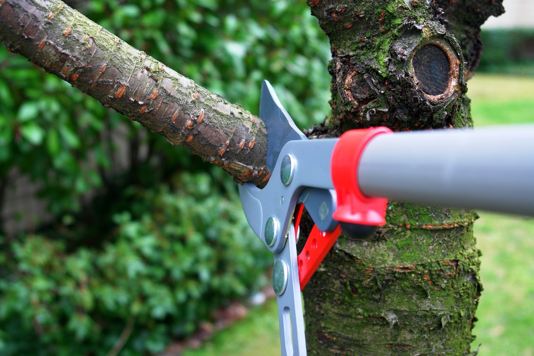 5 Reasons To Have Tree Trimming Done At Your Home